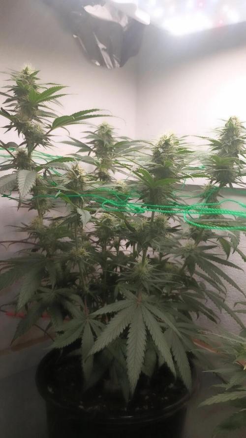 Banana Runtz | Solfire Gardens. Week 4