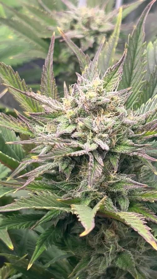 3 STRAIN AUTO RUN