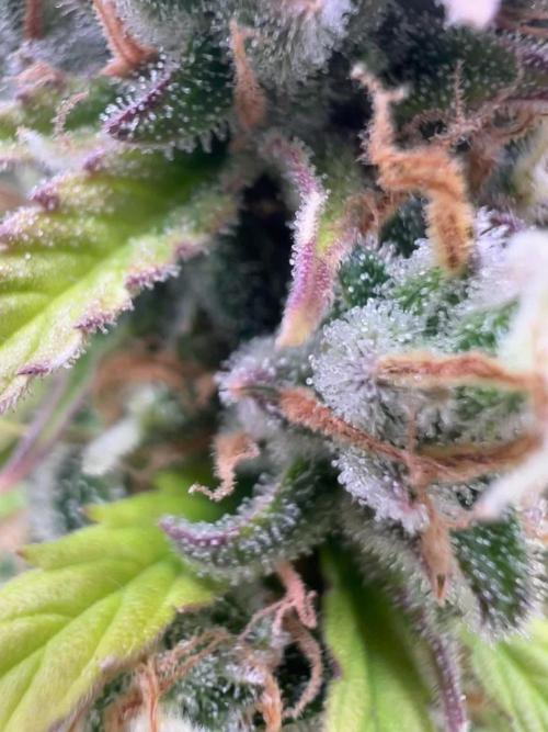 3 STRAIN AUTO RUN