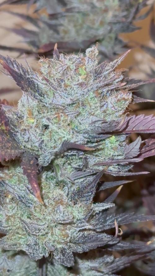 3 STRAIN AUTO RUN