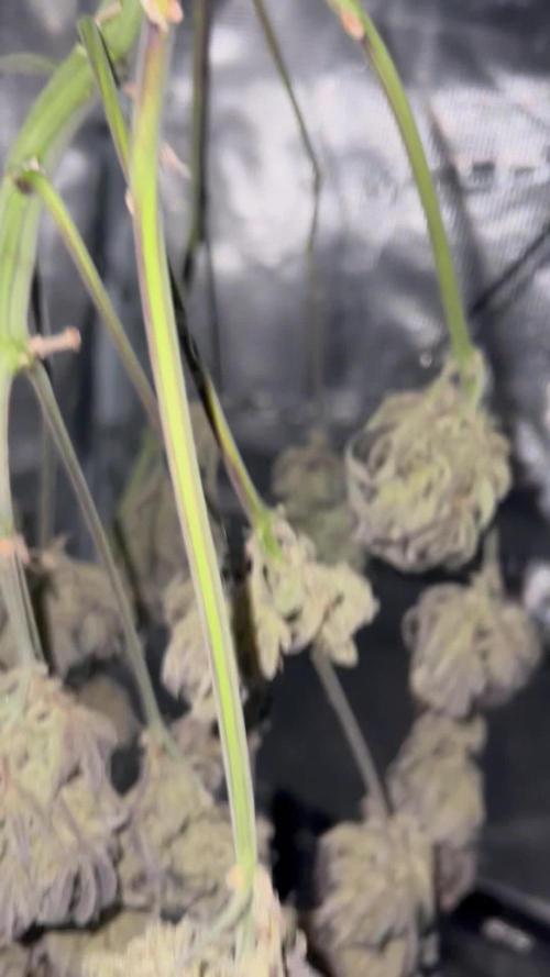 3 STRAIN AUTO RUN