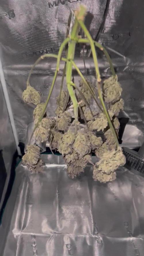 3 STRAIN AUTO RUN