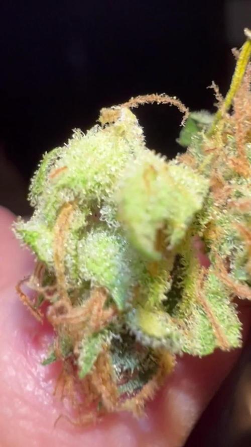 3 STRAIN AUTO RUN