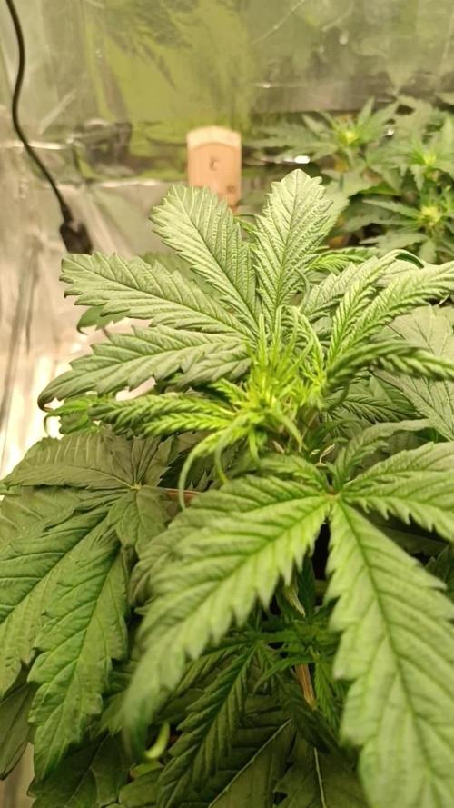 Low-Budget | Wedding Cake Auto | HulkBerry Auto | RQS