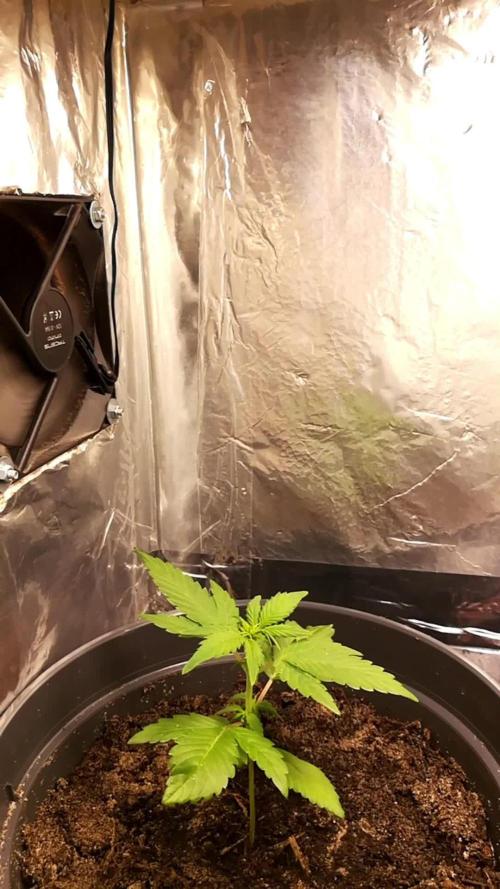 Second Grow | Green Gelato Auto | RQS