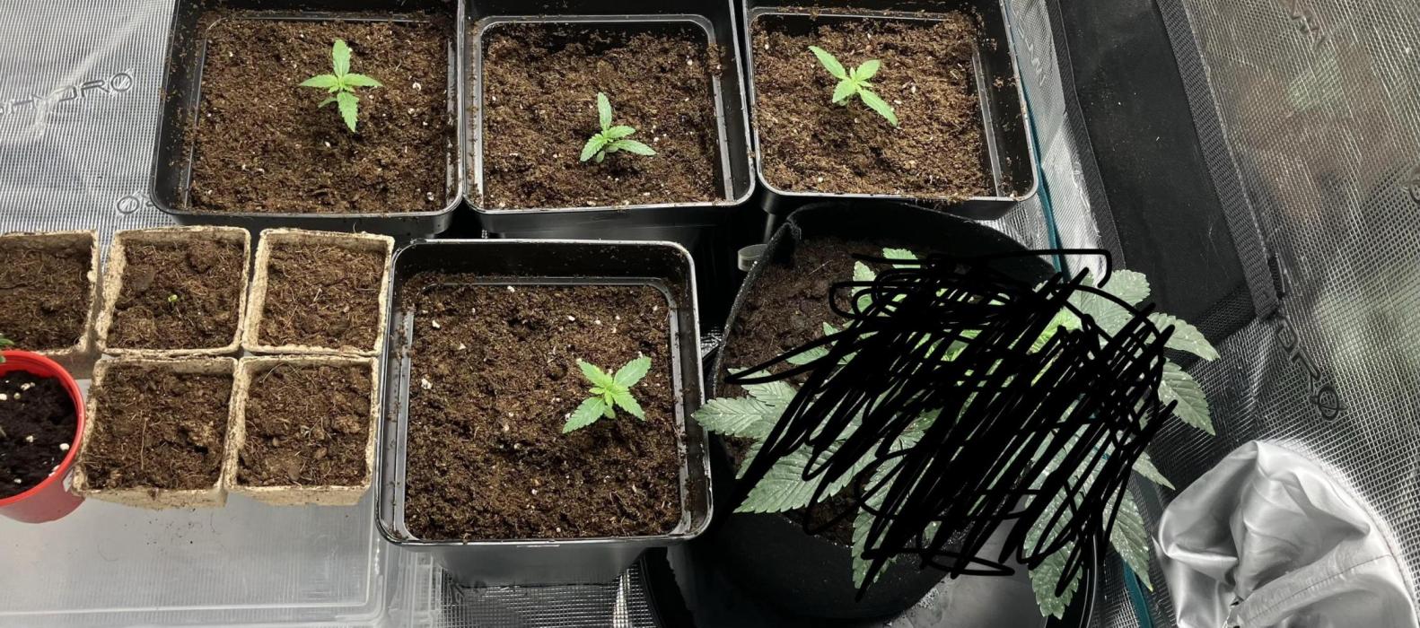 Eleven roses. Week 0