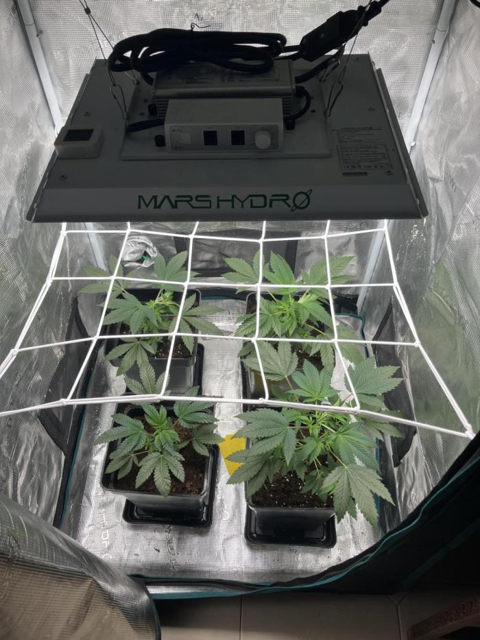 Eleven roses. Week 3