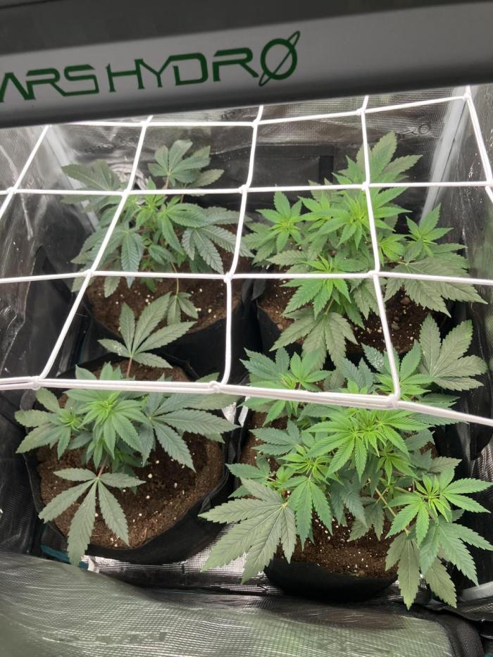 Eleven roses. Week 4 - Recien transplantadas a 20 L.