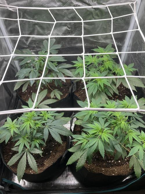 Eleven Roses. Week 5