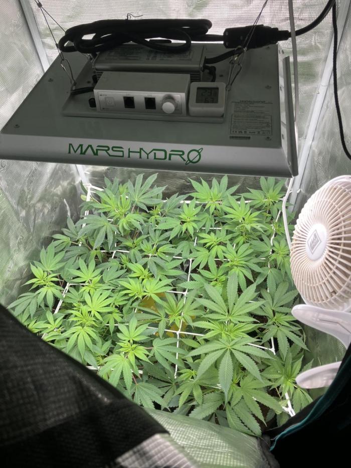 Eleven roses. Week 6