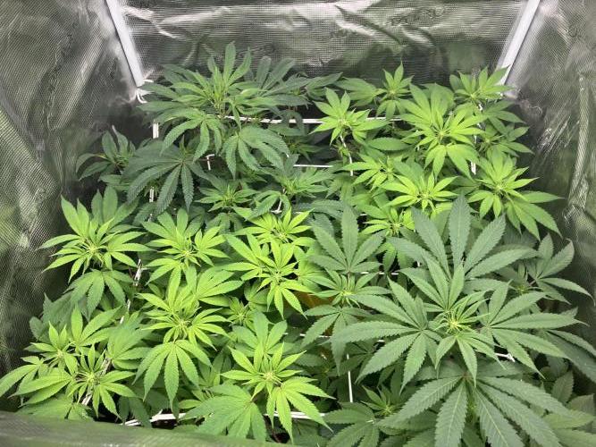 Eleven Roses. Week 7