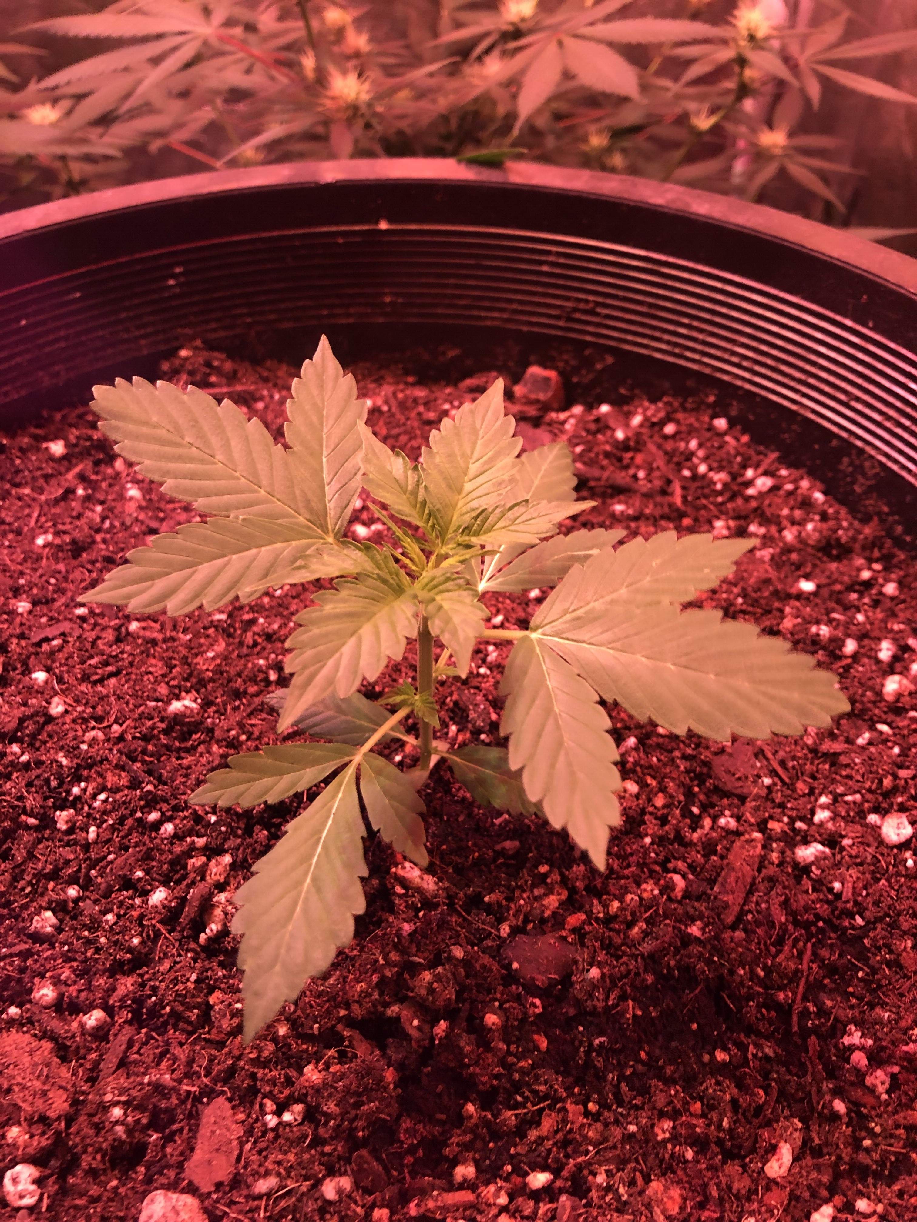 Original Sensible Seeds Lemonberry Haze Auto grow diary (journal) week4