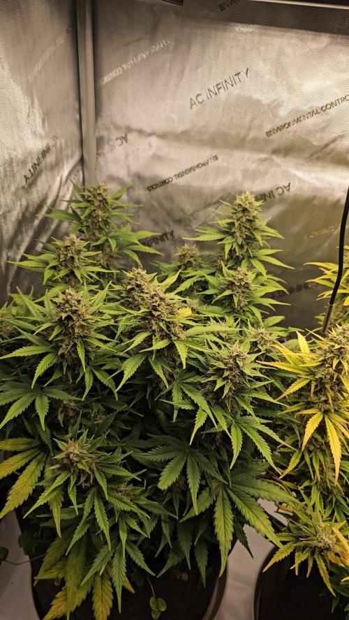 Zamnesia Grease Monkey Automatic