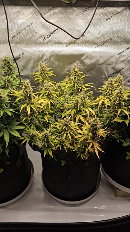 First Time Mephisto Genetics! - Alien vs Triangle