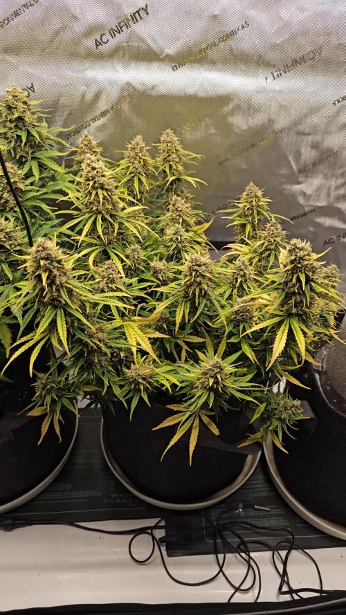 First Time Mephisto Genetics! - Alien vs Triangle