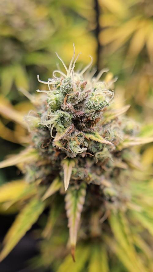 First Time Mephisto Genetics! - Alien vs Triangle