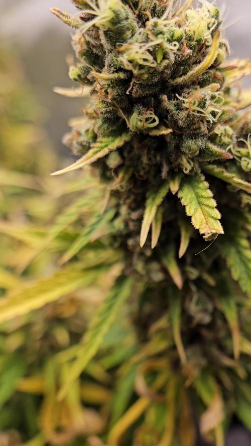 First Time Mephisto Genetics! - Alien vs Triangle