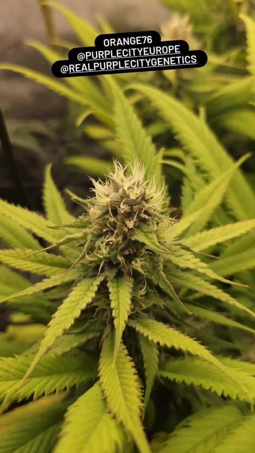 PCG Orange 76 - First photoperiodic grow
