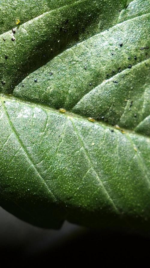 Miracle Candy of PCG - First photoperiodic grow