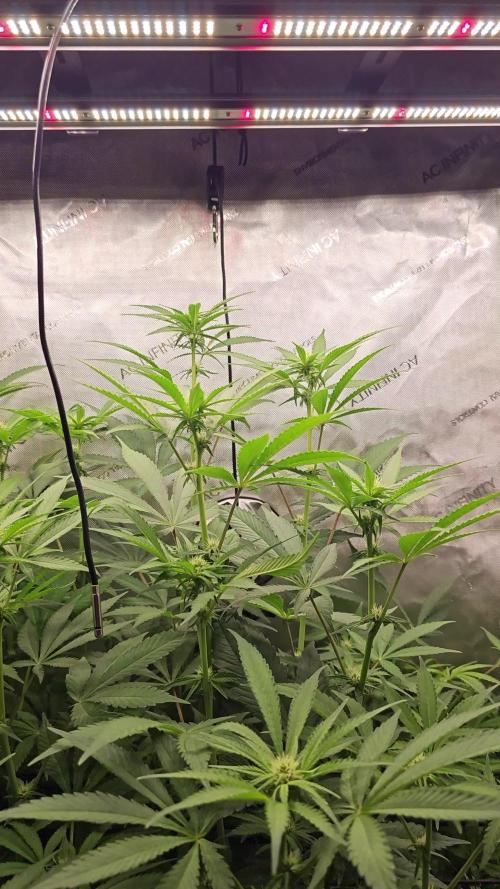 It's going tropical! Papayton - Fastbuds