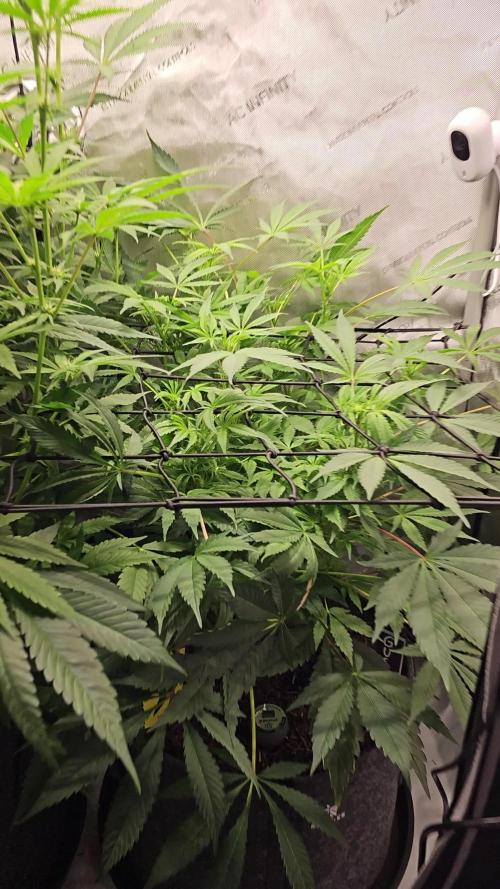 CBD is GREAT! Gush Mints 1:1 - PCG