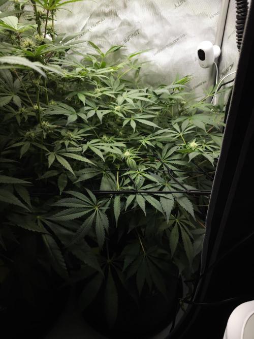 CBD is GREAT! Gush Mints 1:1 - PCG. Week 10