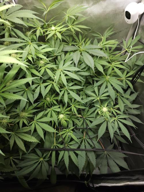 CBD is GREAT! Gush Mints 1:1 - PCG. Week 10