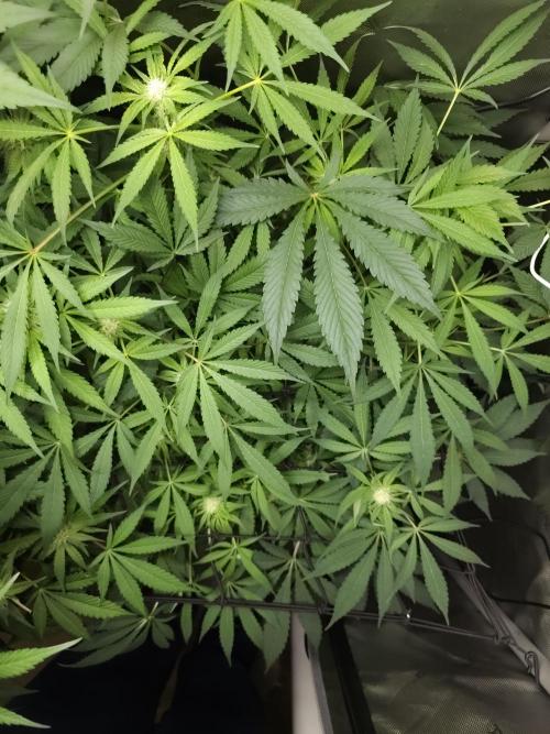 CBD is GREAT! Gush Mints 1:1 - PCG. Week 10