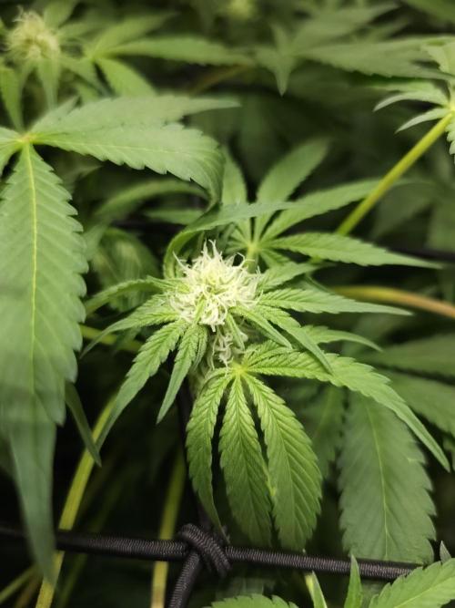 CBD is GREAT! Gush Mints 1:1 - PCG. Week 10