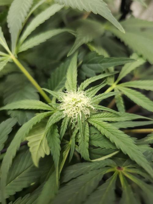 CBD is GREAT! Gush Mints 1:1 - PCG. Week 10