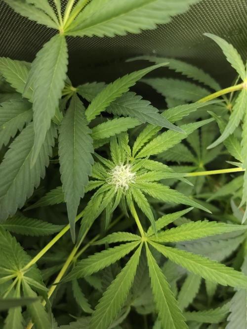 CBD is GREAT! Gush Mints 1:1 - PCG. Week 10