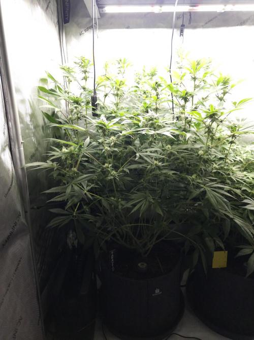 It's going tropical! Papayton - Fastbuds. Week 10