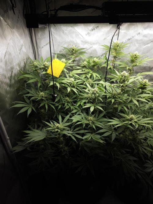 It's going tropical! Papayton - Fastbuds. Week 10