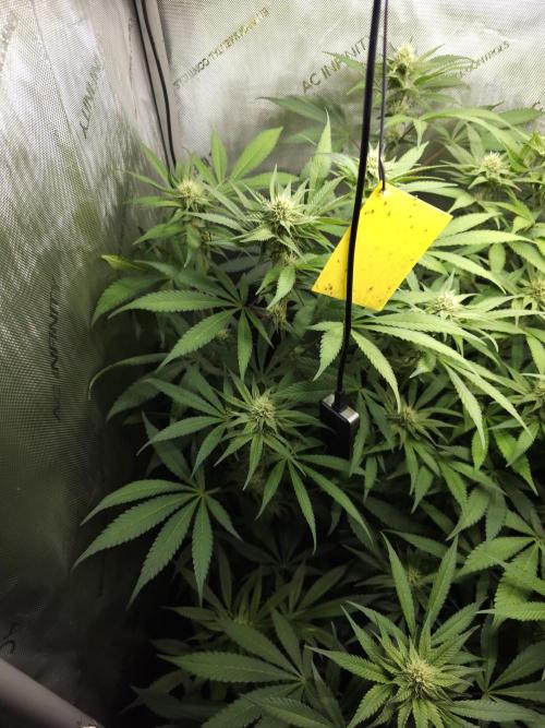 It's going tropical! Papayton - Fastbuds. Week 10