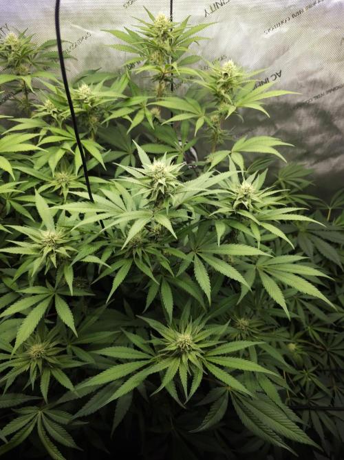 It's going tropical! Papayton - Fastbuds. Week 10