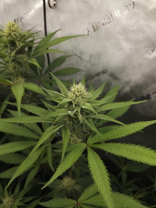 It's going tropical! Papayton - Fastbuds. Week 10