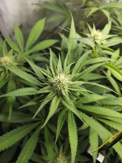 It's going tropical! Papayton - Fastbuds. Week 10