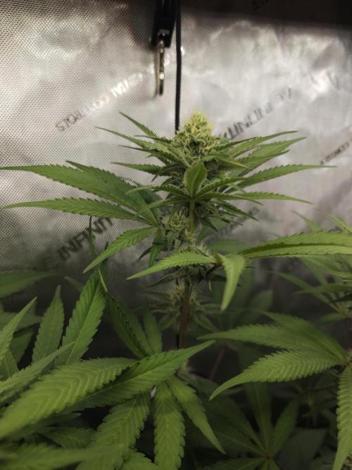 It's going tropical! Papayton - Fastbuds. Week 10