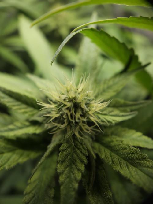 It's going tropical! Papayton - Fastbuds. Week 10