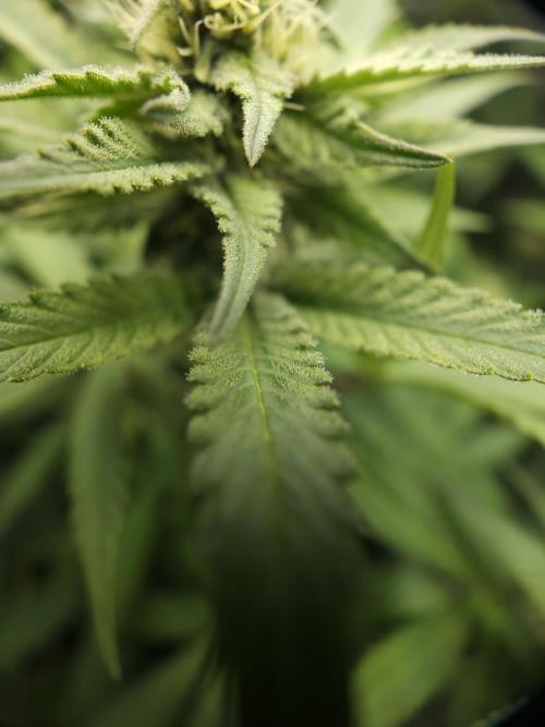 It's going tropical! Papayton - Fastbuds. Week 10