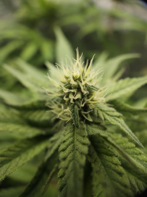 It's going tropical! Papayton - Fastbuds. Week 10