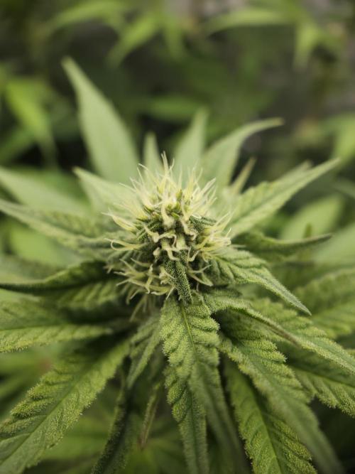 It's going tropical! Papayton - Fastbuds. Week 10