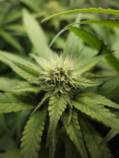 It's going tropical! Papayton - Fastbuds. Week 10