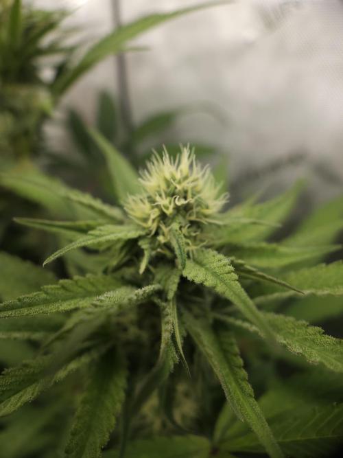 It's going tropical! Papayton - Fastbuds. Week 10