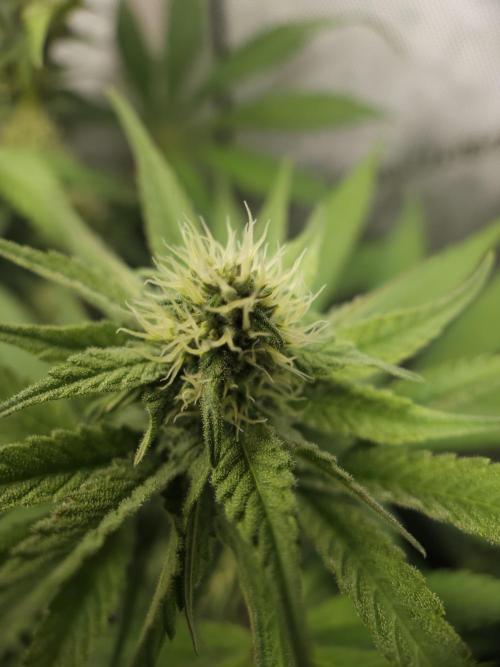 It's going tropical! Papayton - Fastbuds. Week 10