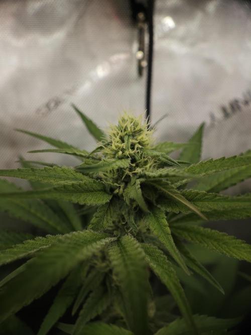 It's going tropical! Papayton - Fastbuds. Week 10