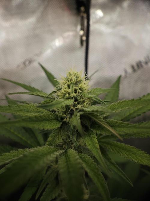 It's going tropical! Papayton - Fastbuds. Week 10