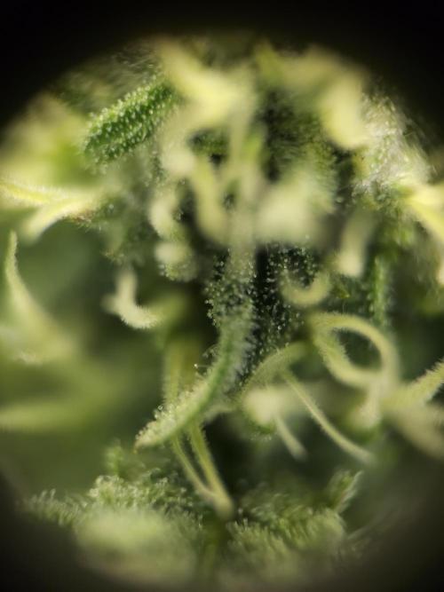 It's going tropical! Papayton - Fastbuds. Week 10