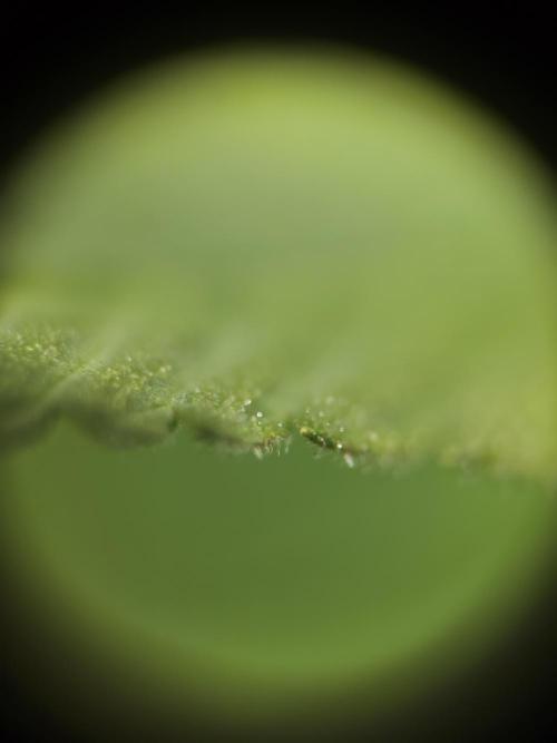 It's going tropical! Papayton - Fastbuds. Week 10