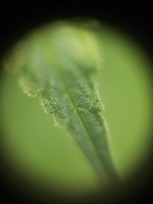 It's going tropical! Papayton - Fastbuds. Week 10